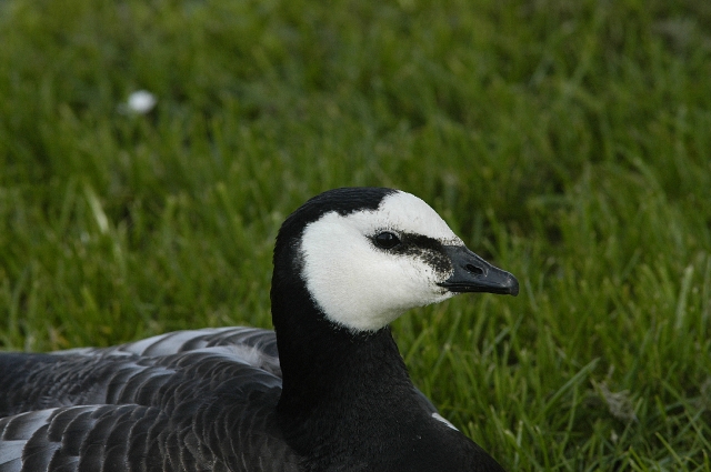 barnacle goose, barnacle geese-4.jpg - BARNACLE GOOSE - BAFFINS POND, PORTSMOUTH - 4.4.08